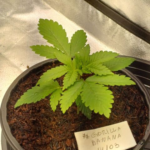 Gorilla Banana growlog timeline photo
