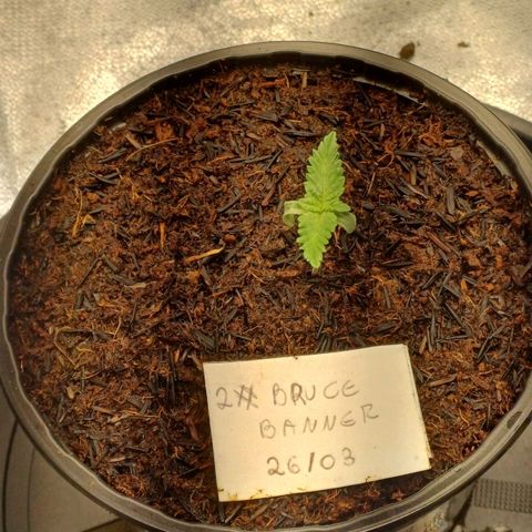 Bruce Banner OG 2# growlog timeline photo