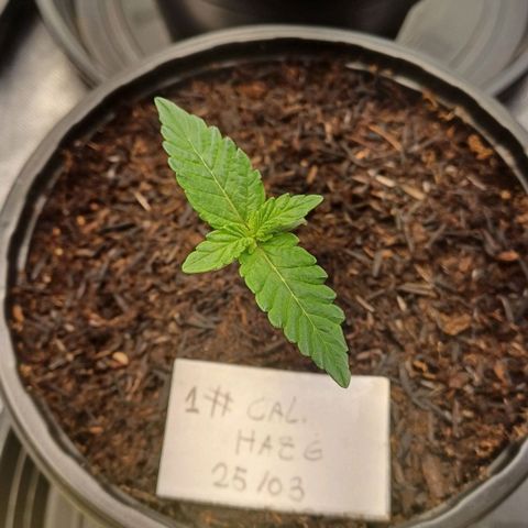 California Haze growlog timeline photo