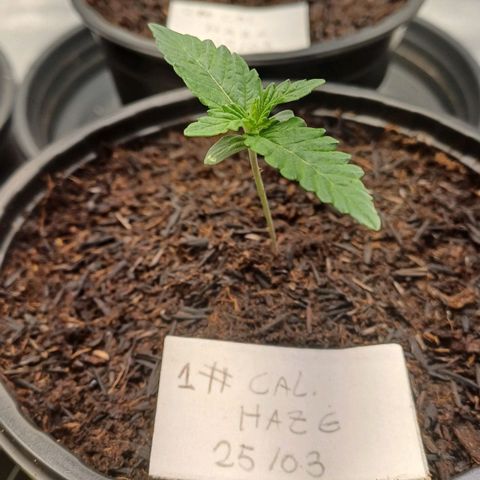 California Haze growlog timeline photo