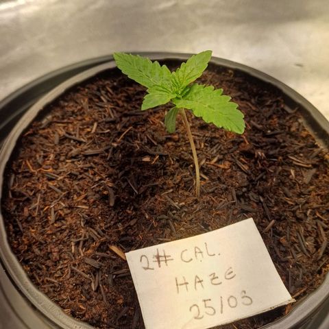 California Haze growlog timeline photo