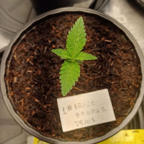 Bruce Banner OG 1# growlog timeline photo