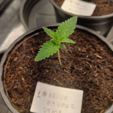 Bruce Banner OG 1# growlog timeline photo