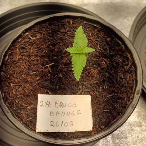 Bruce Banner OG 2# growlog timeline photo