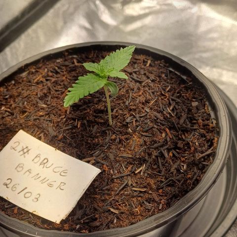 Bruce Banner OG 2# growlog timeline photo