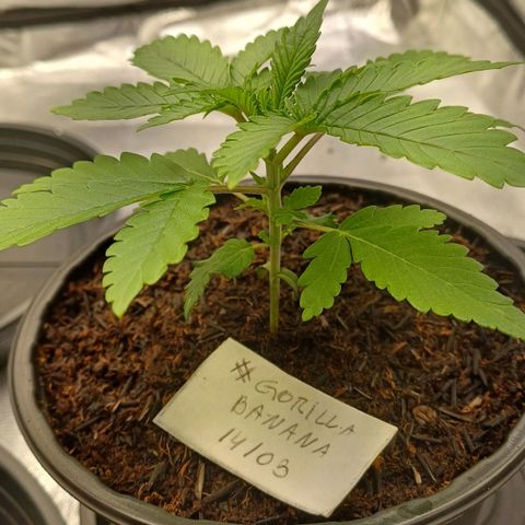 Gorilla Banana growlog timeline photo