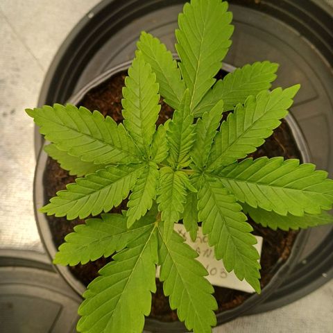Gorilla Banana growlog timeline photo