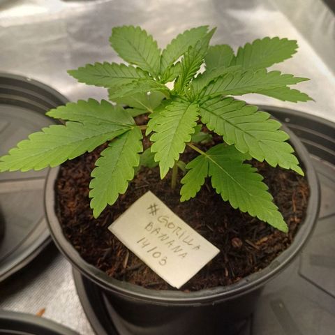 Gorilla Banana growlog timeline photo