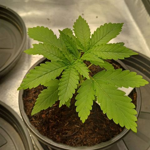 Gorilla Banana growlog timeline photo
