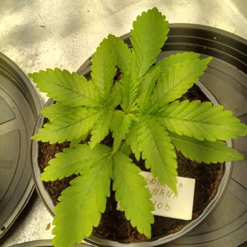 Gorilla Banana growlog timeline photo
