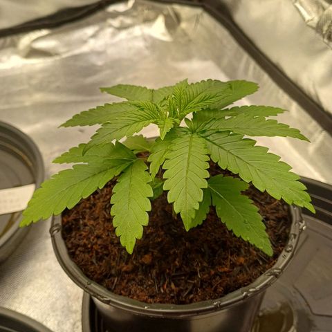 Gorilla Banana growlog timeline photo