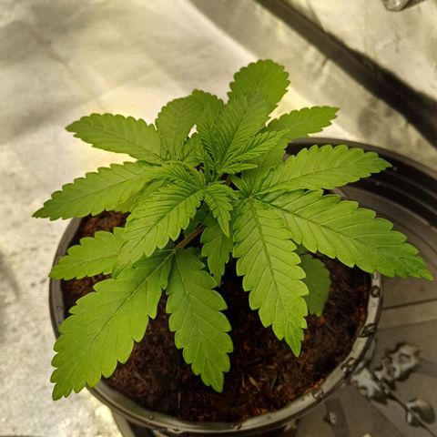 Gorilla Banana growlog timeline photo