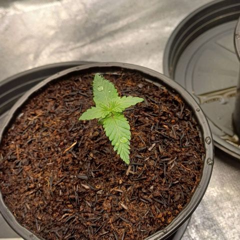 Bruce Banner OG 2# growlog timeline photo