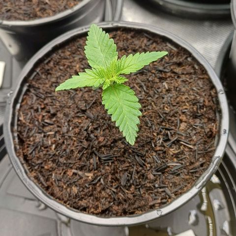 Bruce Banner OG 1# growlog timeline photo