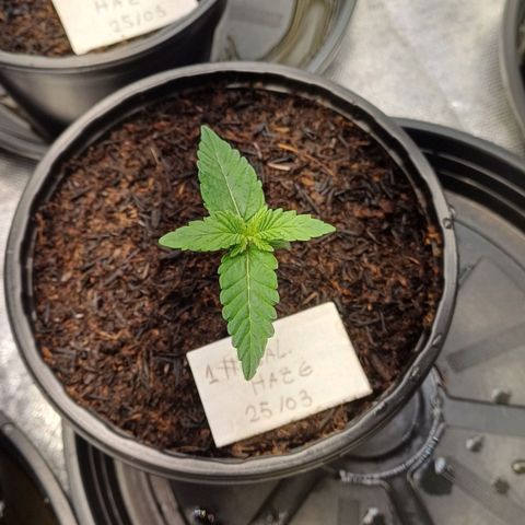 California Haze growlog timeline photo