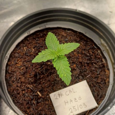 California Haze growlog timeline photo