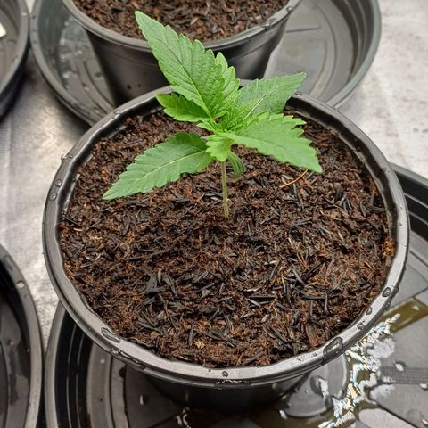 California Haze growlog timeline photo