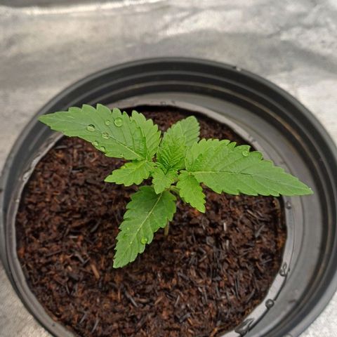 California Haze growlog timeline photo