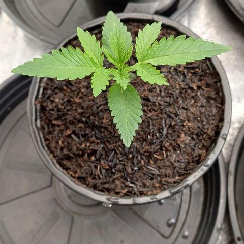 Bruce Banner OG 1# growlog timeline photo