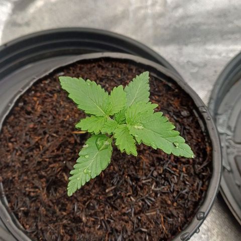 Bruce Banner OG 2# growlog timeline photo