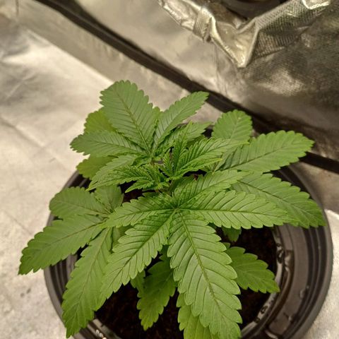 Gorilla Banana growlog timeline photo