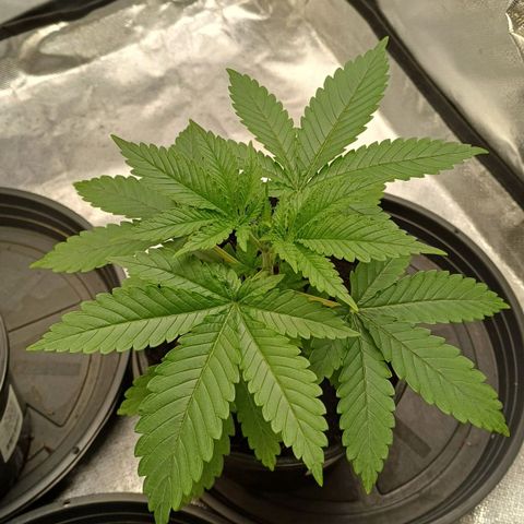 Gorilla Banana growlog timeline photo