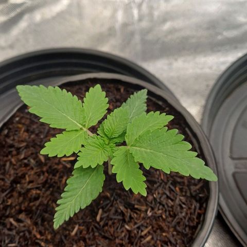 Bruce Banner OG 2# growlog timeline photo