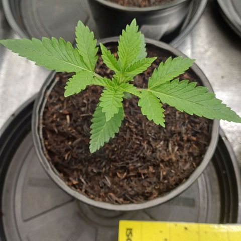 Bruce Banner OG 1# growlog timeline photo