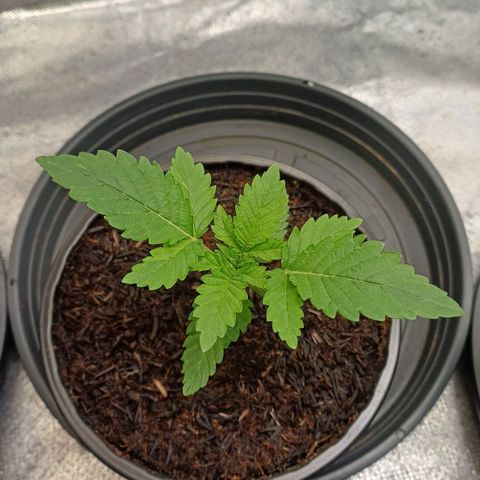 California Haze growlog timeline photo