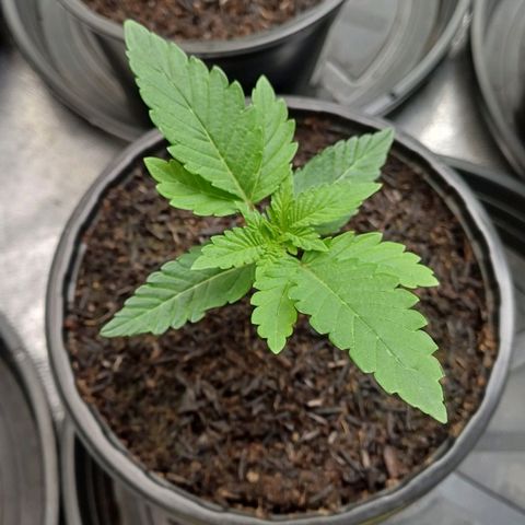 California Haze growlog timeline photo