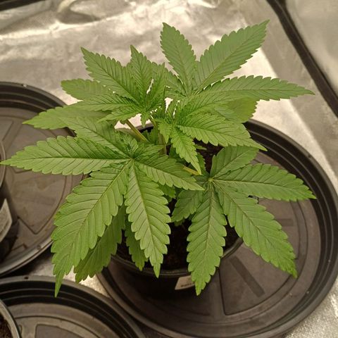 Bruce Banner OG 1# growlog timeline photo