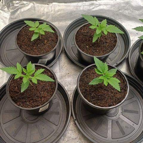 Bruce Banner OG 1# growlog timeline photo