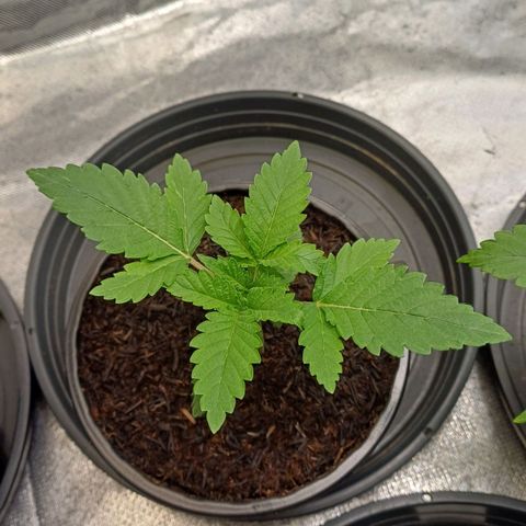 California Haze growlog timeline photo