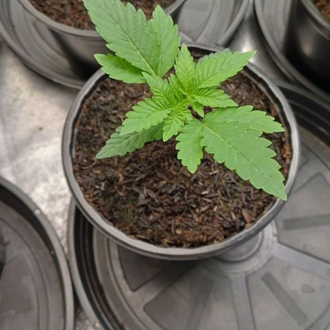 California Haze growlog timeline photo