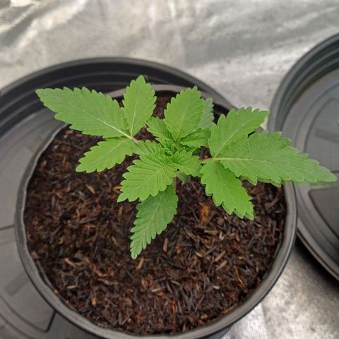 Bruce Banner OG 2# growlog timeline photo