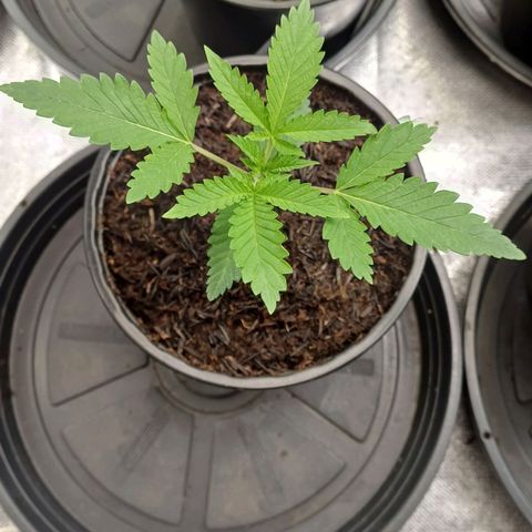 Bruce Banner OG 1# growlog timeline photo