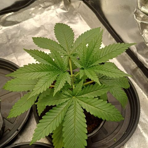 Gorilla Banana growlog timeline photo