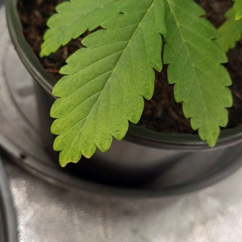 Gorilla Banana growlog photo: Folhas mais velhas começaram a aparelhar nas bordas
Provavelmente deficiência de nitrogênio
