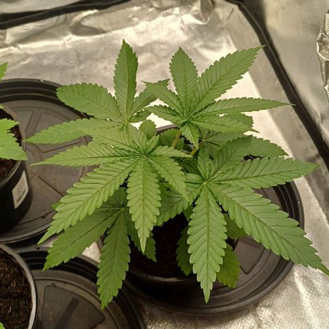 Gorilla Banana growlog photo: Folhas mais velhas começaram a aparelhar nas bordas
Provavelmente deficiência de nitrogênio
