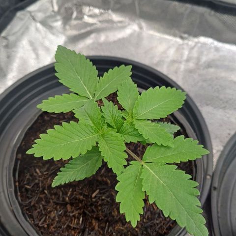 Bruce Banner OG 2# growlog timeline photo