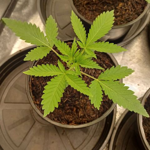 Bruce Banner OG 1# growlog timeline photo