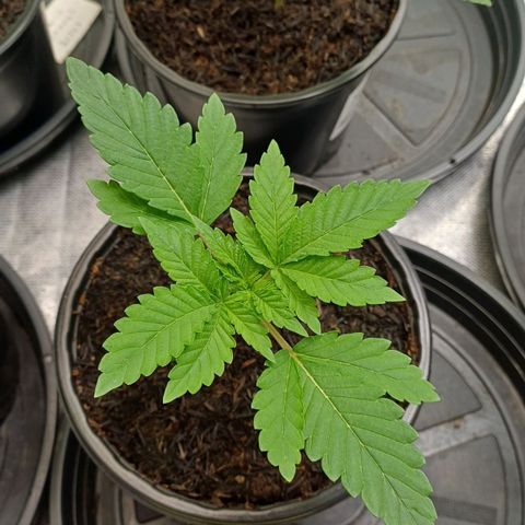 California Haze growlog timeline photo