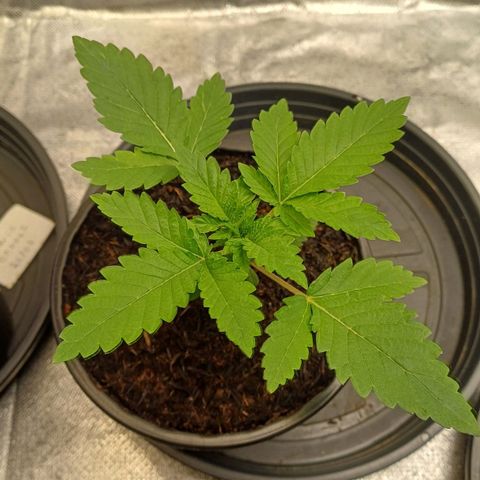 California Haze growlog timeline photo