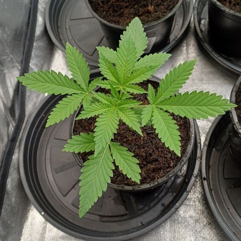 Bruce Banner OG 1# growlog timeline photo