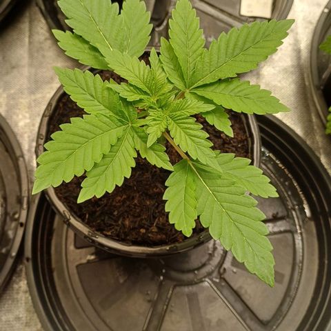 California Haze growlog timeline photo
