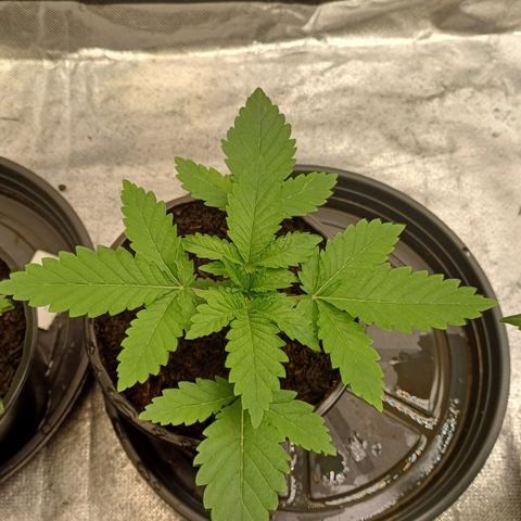 California Haze growlog timeline photo
