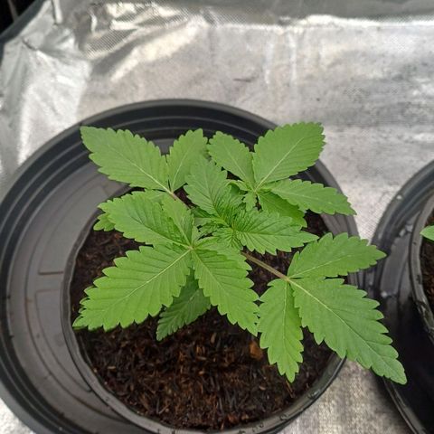 Bruce Banner OG 2# growlog timeline photo