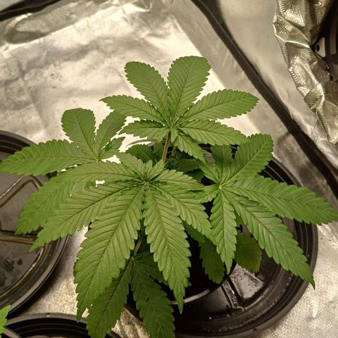 Gorilla Banana growlog timeline photo