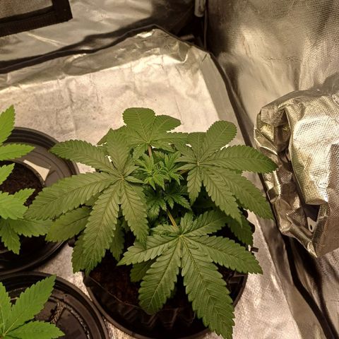 Gorilla Banana growlog timeline photo