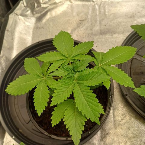 Bruce Banner OG 2# growlog timeline photo